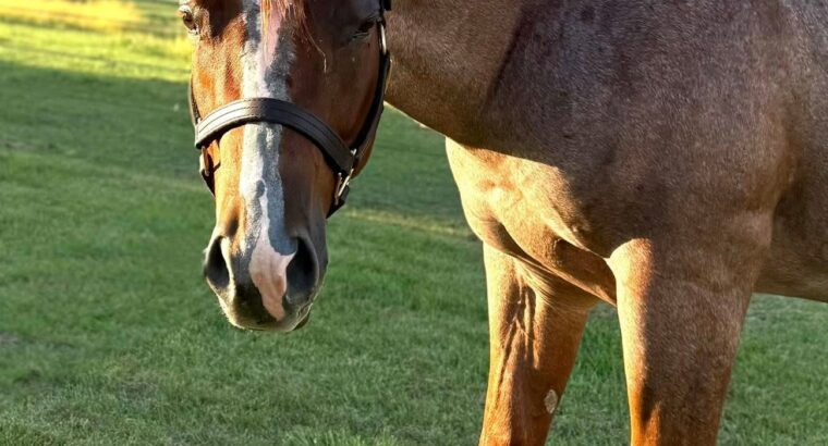 RLBOS Red Roan 3YO Gelding Prospect