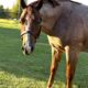 RLBOS Red Roan 3YO Gelding Prospect