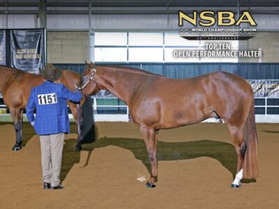 VS Code Blue All-Around Deluxe Gelding