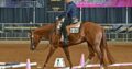 VS Code Blue All-Around Deluxe Gelding