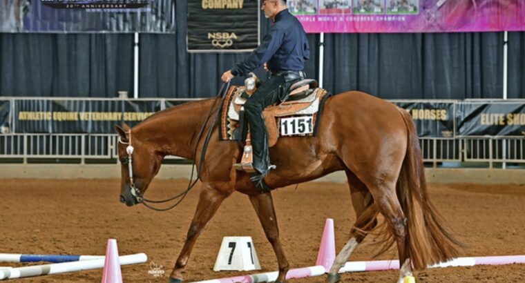 VS Code Blue All-Around Deluxe Gelding