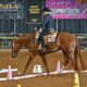VS Code Blue All-Around Deluxe Gelding