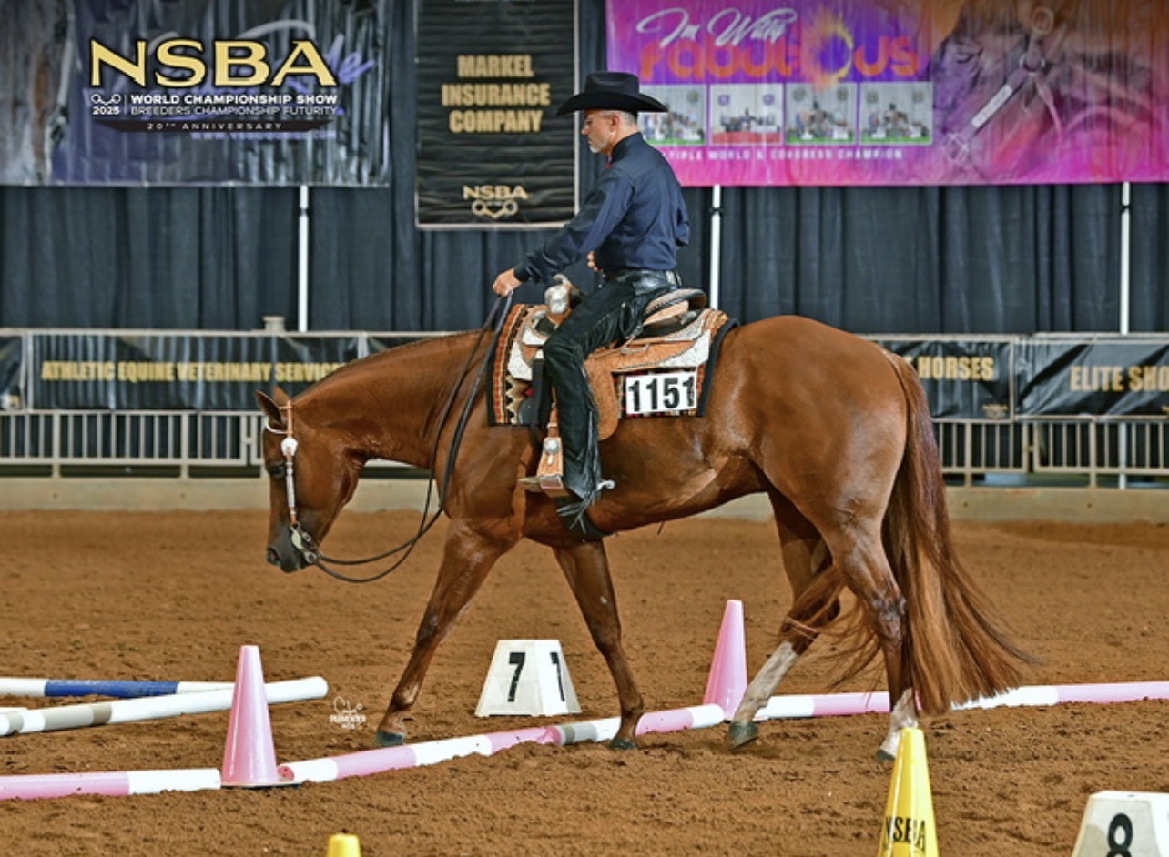 VS Code Blue All-Around Deluxe Gelding
