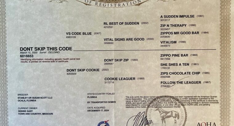 VS Code Blue All-Around Deluxe Gelding