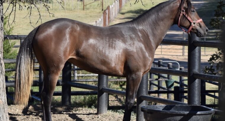 “Just Callme Fabulous” 2024 AQHA Filly