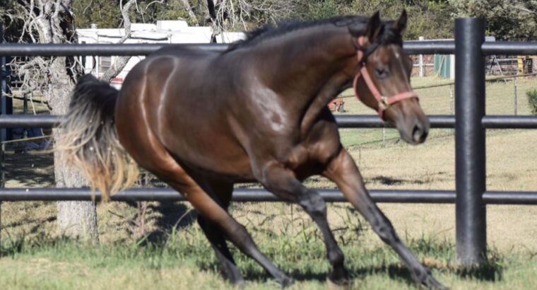 “Just Callme Fabulous” 2024 AQHA Filly