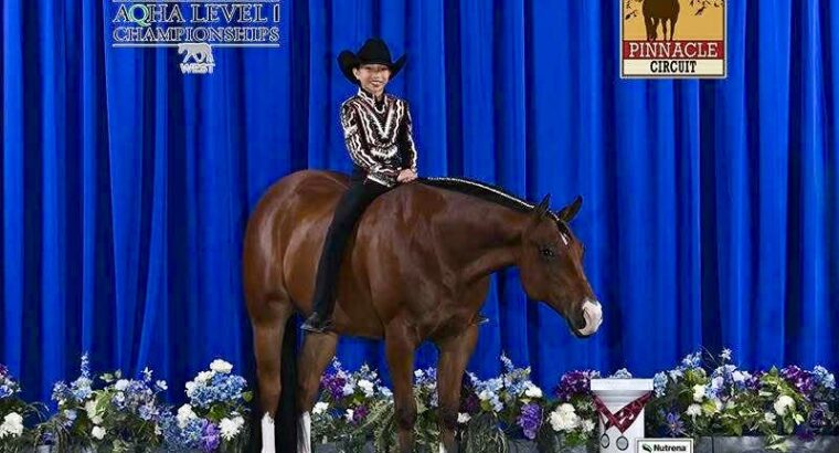 High End Double All-Around Gelding