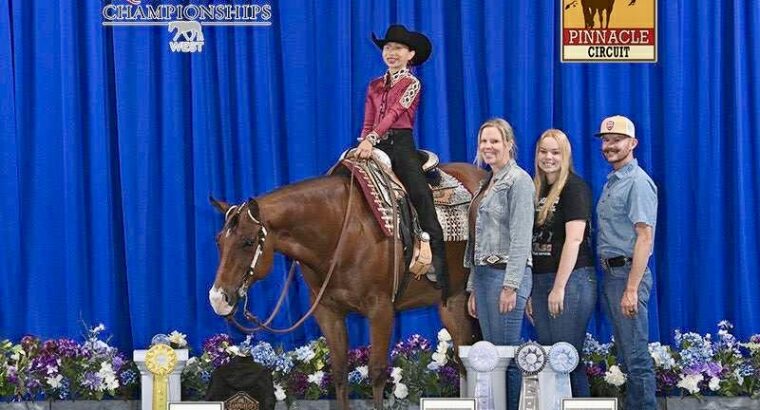 High End Double All-Around Gelding