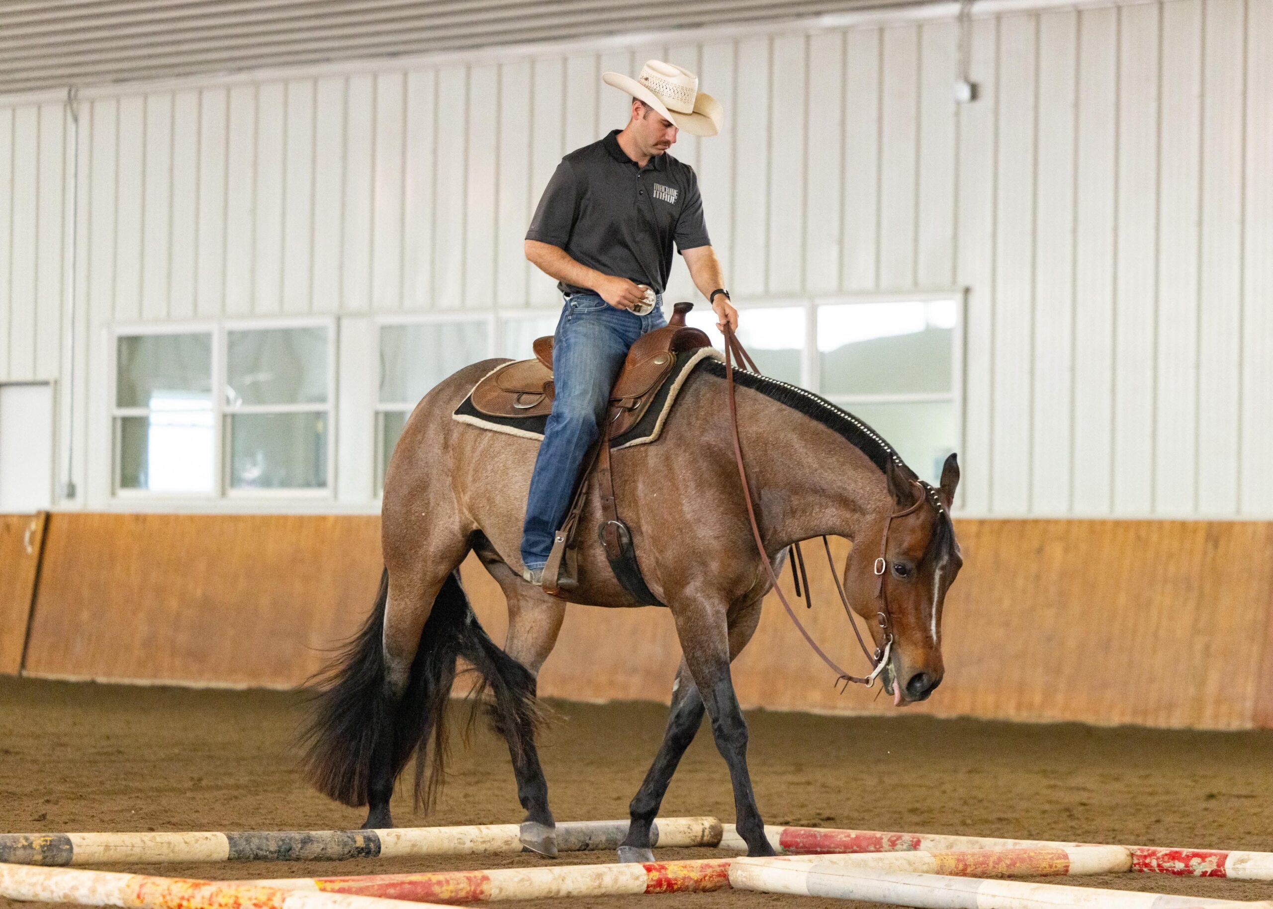Novice/Small Fry Friendly All-Around Gelding