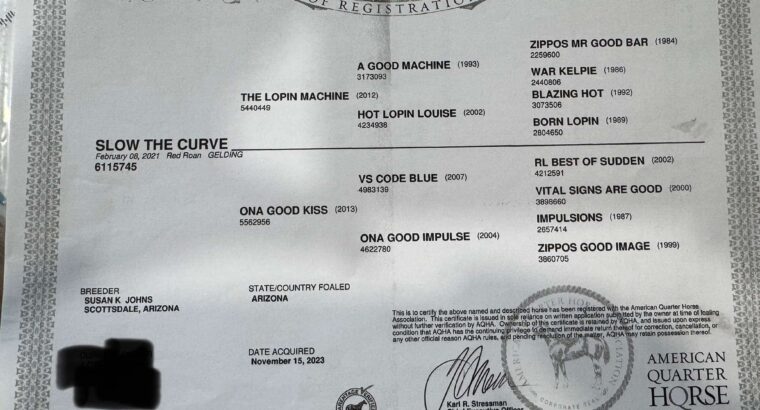 Gorgeous Red Roan All-Around Prospect