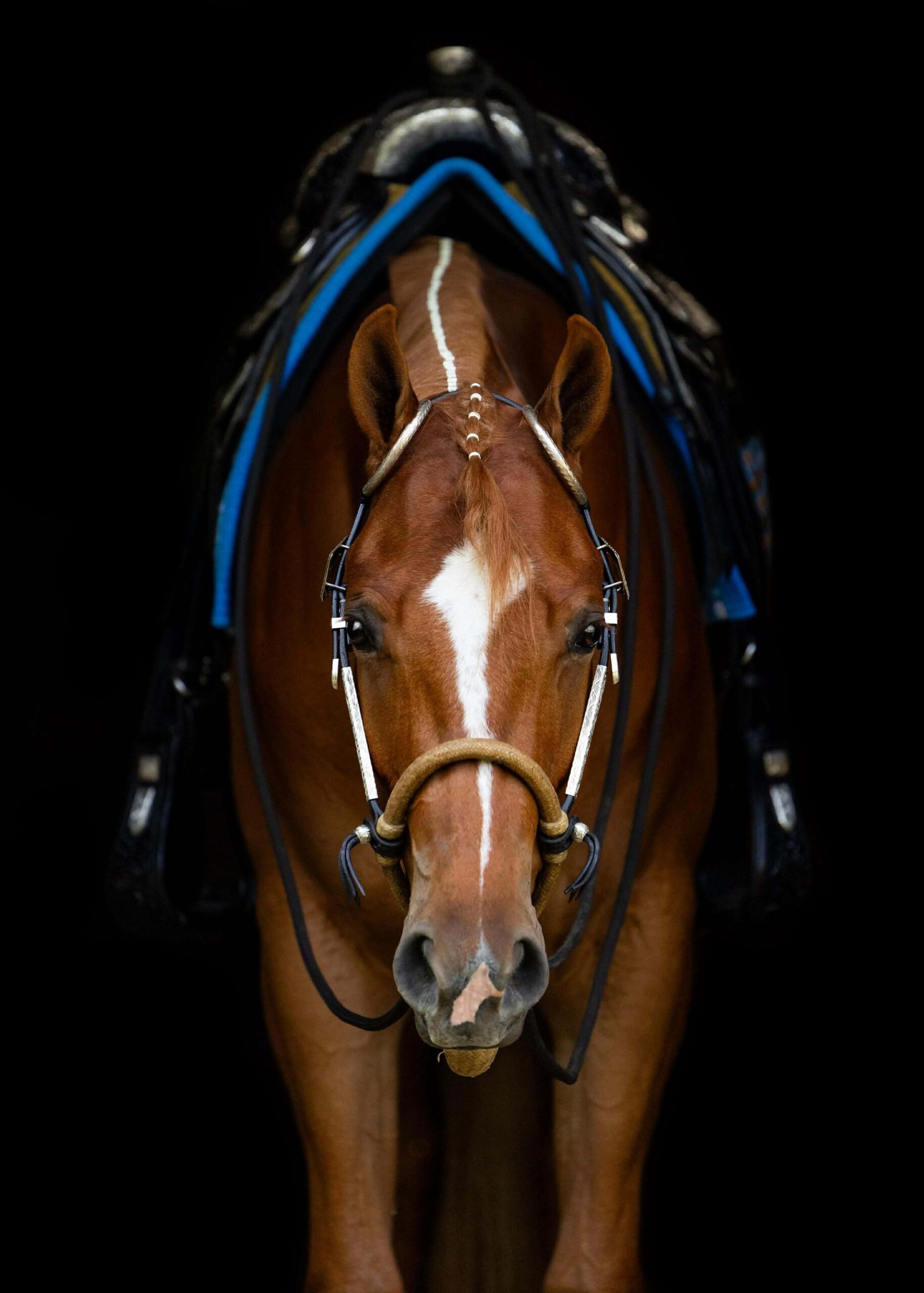 High End Its A Southern Thing All-Around Prospect