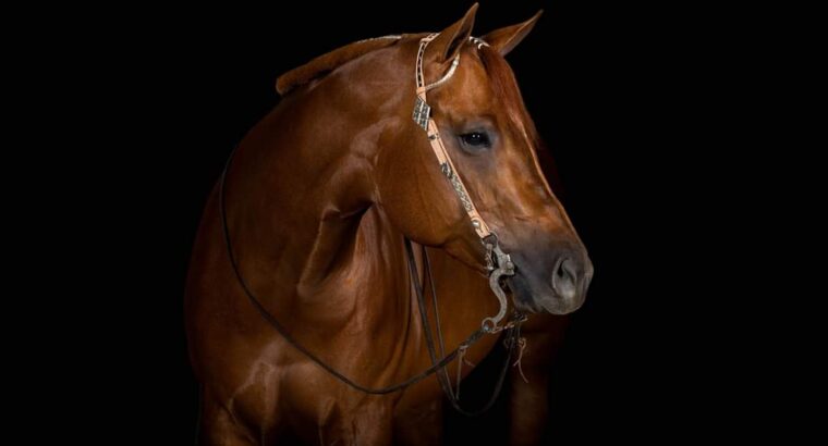 Superior Western Pleasure Mare