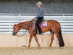 Superior Western Pleasure Mare