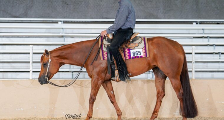 Superior Western Pleasure Mare