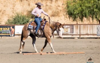 Superior Western Pleasure Mare