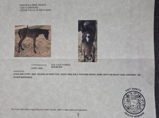 Fancy 5YO No Doubt Im Lazy Maiden