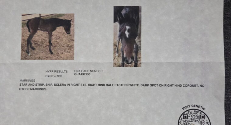 Fancy 4YO No Doubt Im Lazy Maiden 4YO Mare