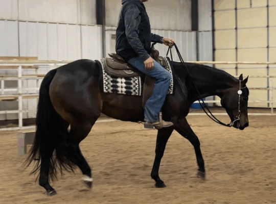 Fancy 4YO No Doubt Im Lazy Maiden 4YO Mare