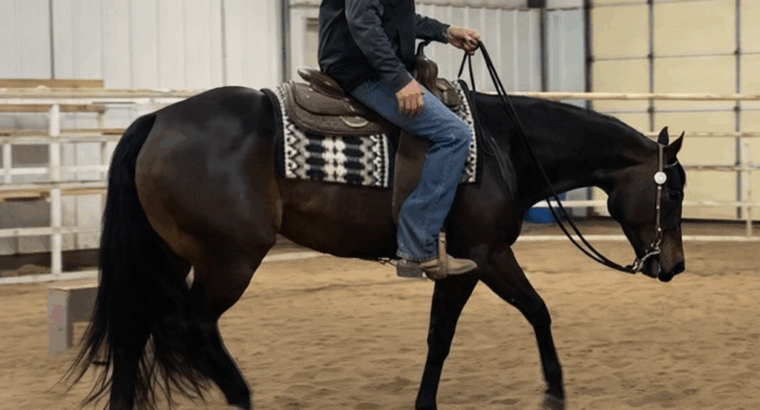 Fancy 4YO No Doubt Im Lazy Maiden 4YO Mare