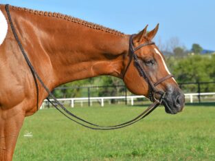 10YO Hot N Blazing HUS Gelding