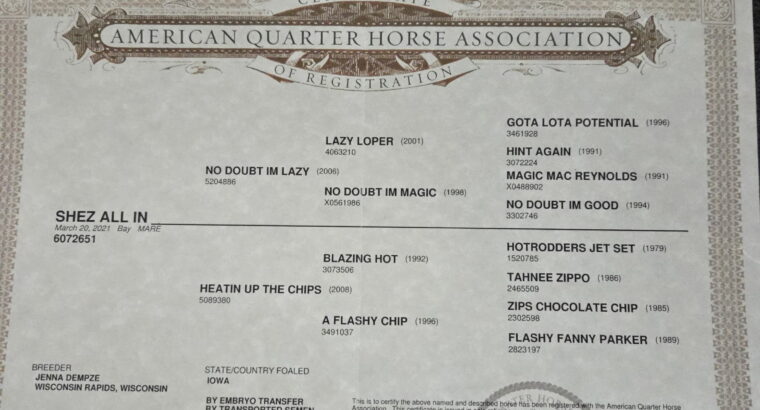 Fancy 4YO No Doubt Im Lazy Maiden 4YO Mare