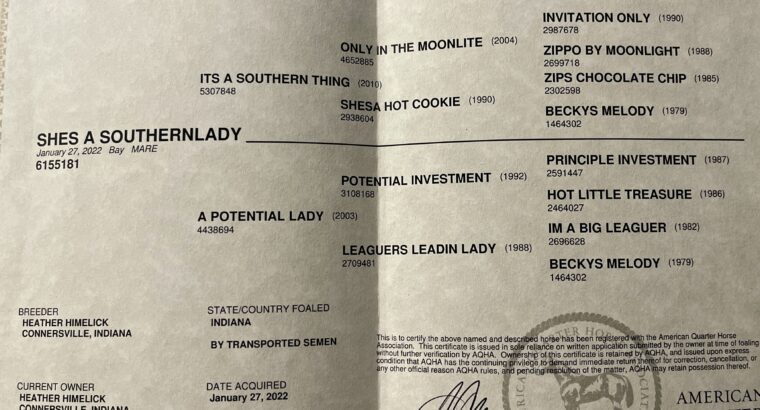 Fancy Its A Southern Thing 3YO Mare