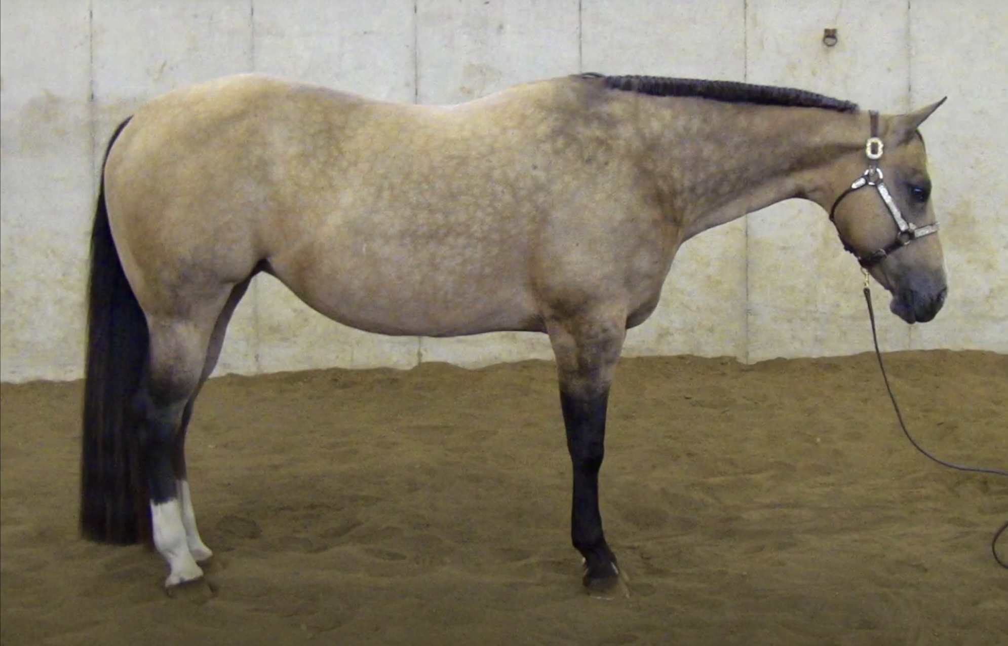 2015 AQHA Buckskin All Around Show Mare