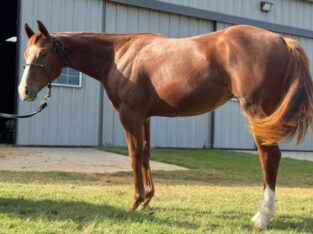 VS Code Red Yearling Filly
