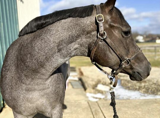 4YO The Best Martini Roan WP Mare