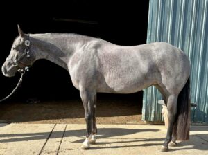 4YO The Best Martini Roan WP Mare