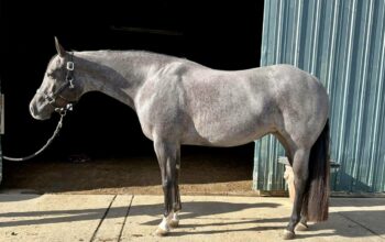 4YO The Best Martini Roan WP Mare