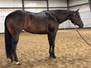 Fancy 4YO No Doubt Im Lazy Maiden 4YO Mare