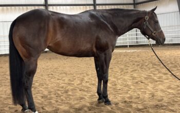 Fancy 4YO No Doubt Im Lazy Maiden 4YO Mare