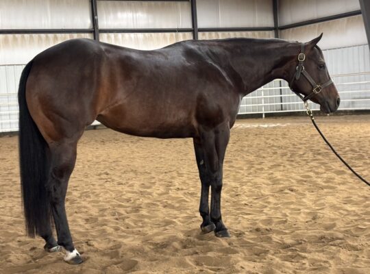 Fancy 5YO No Doubt Im Lazy Maiden 4YO Mare
