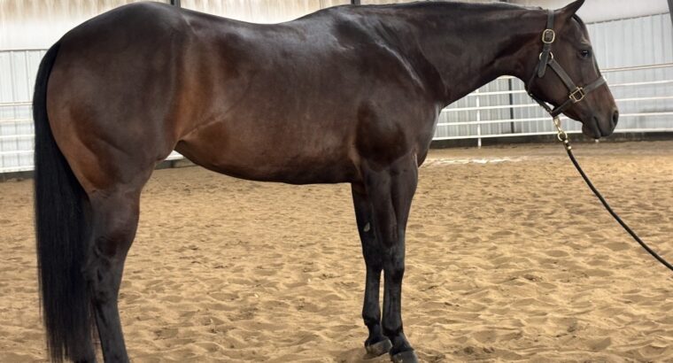 Fancy 4YO No Doubt Im Lazy Maiden 4YO Mare