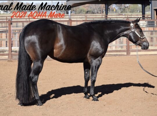 2021 AQHA Mare “Final Made Machine” Machine Made