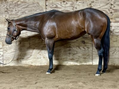 Fancy Its A Southern Thing 3YO Mare