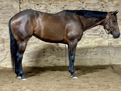 Fancy Its A Southern Thing 3YO Mare