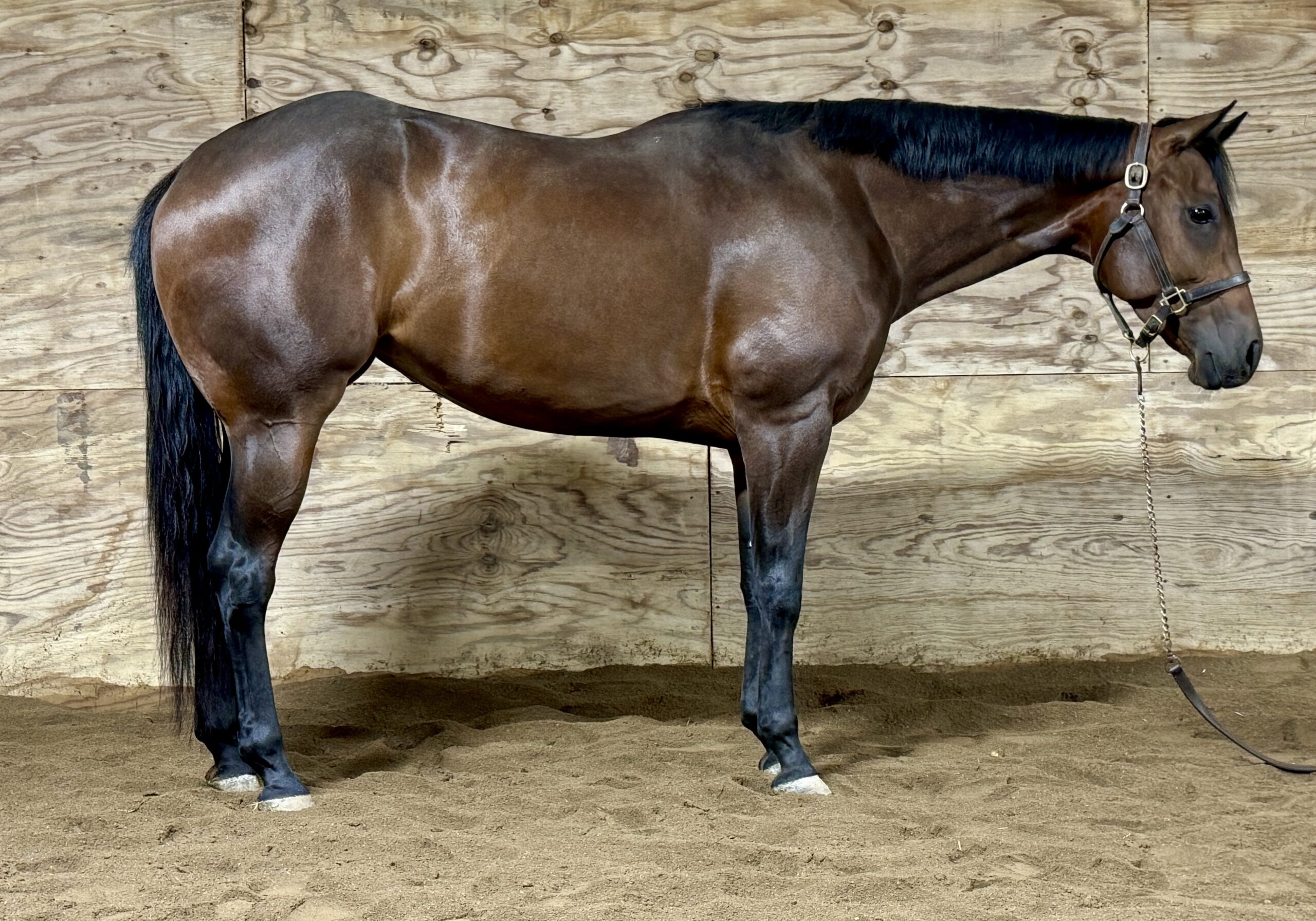 Fancy Its A Southern Thing 3YO Mare