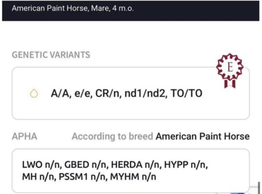 Pretty One And Only Asset Filly Prospect