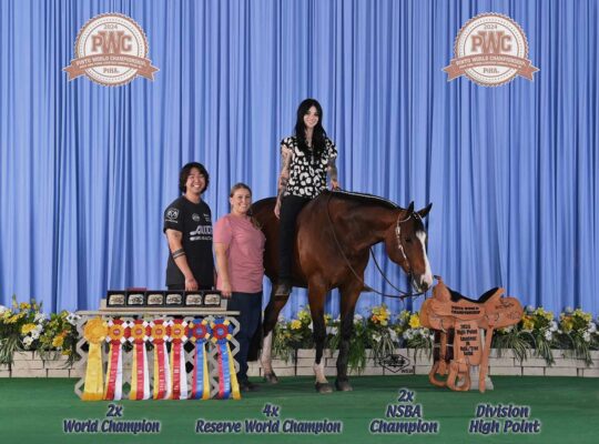 Proven Deluxe Hunt Seat All Arounder Mare