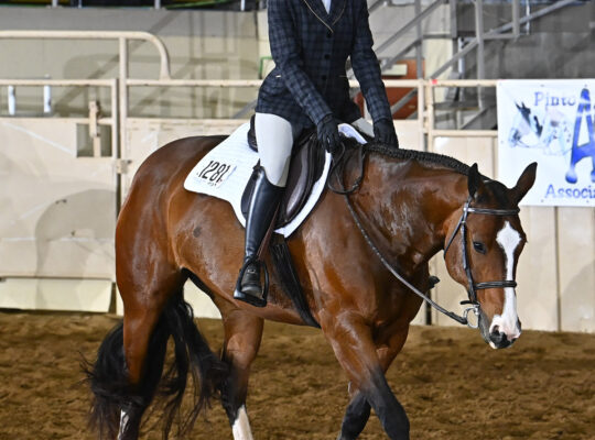 Proven Deluxe Hunt Seat All Arounder Mare