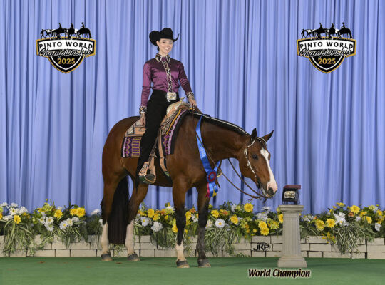 Proven Deluxe Hunt Seat All Arounder Mare