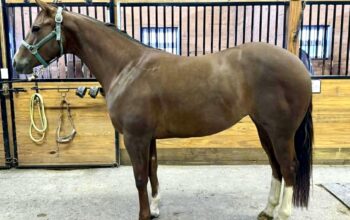 Fancy Maiden 4YO WP Mare