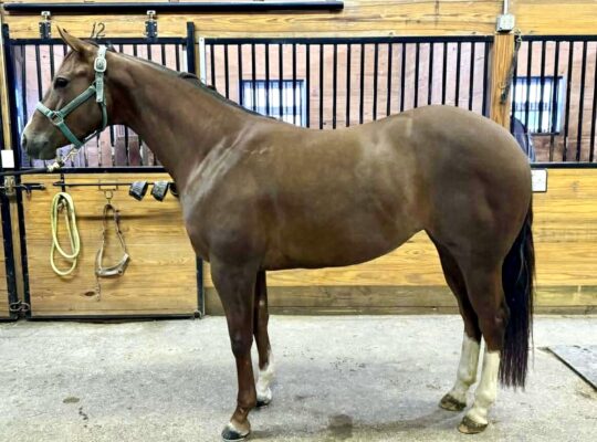 Fancy Maiden 4YO WP Mare