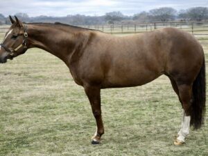 Fancy Maiden 4YO WP Mare