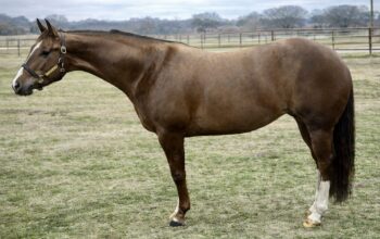 Fancy Maiden 4YO WP Mare