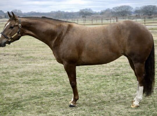 Fancy Maiden 4YO WP Mare