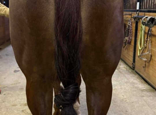 Fancy Maiden 4YO WP Mare