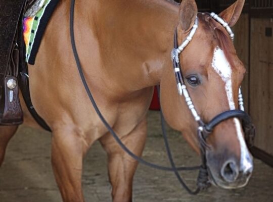 Five Papered Paint All-Around Mare